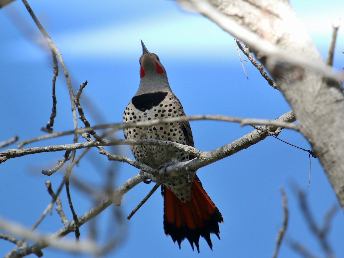 Northern Flicker (Red-shafted) - Christine Jacobs