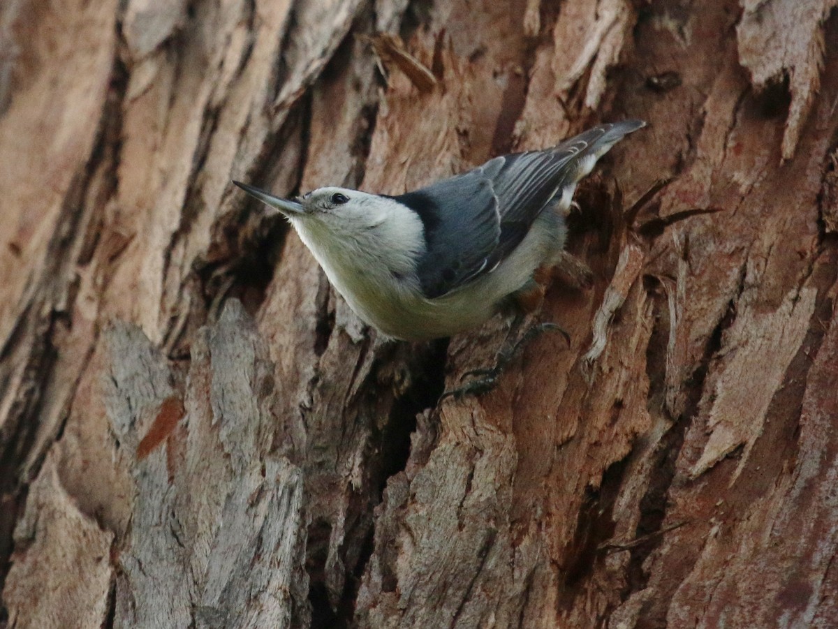 White-breasted Nuthatch - ML137718781