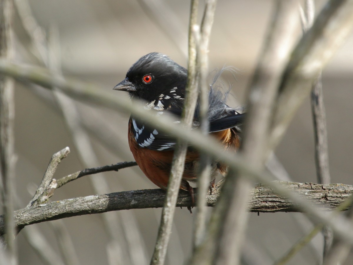 Spotted Towhee - ML137718851