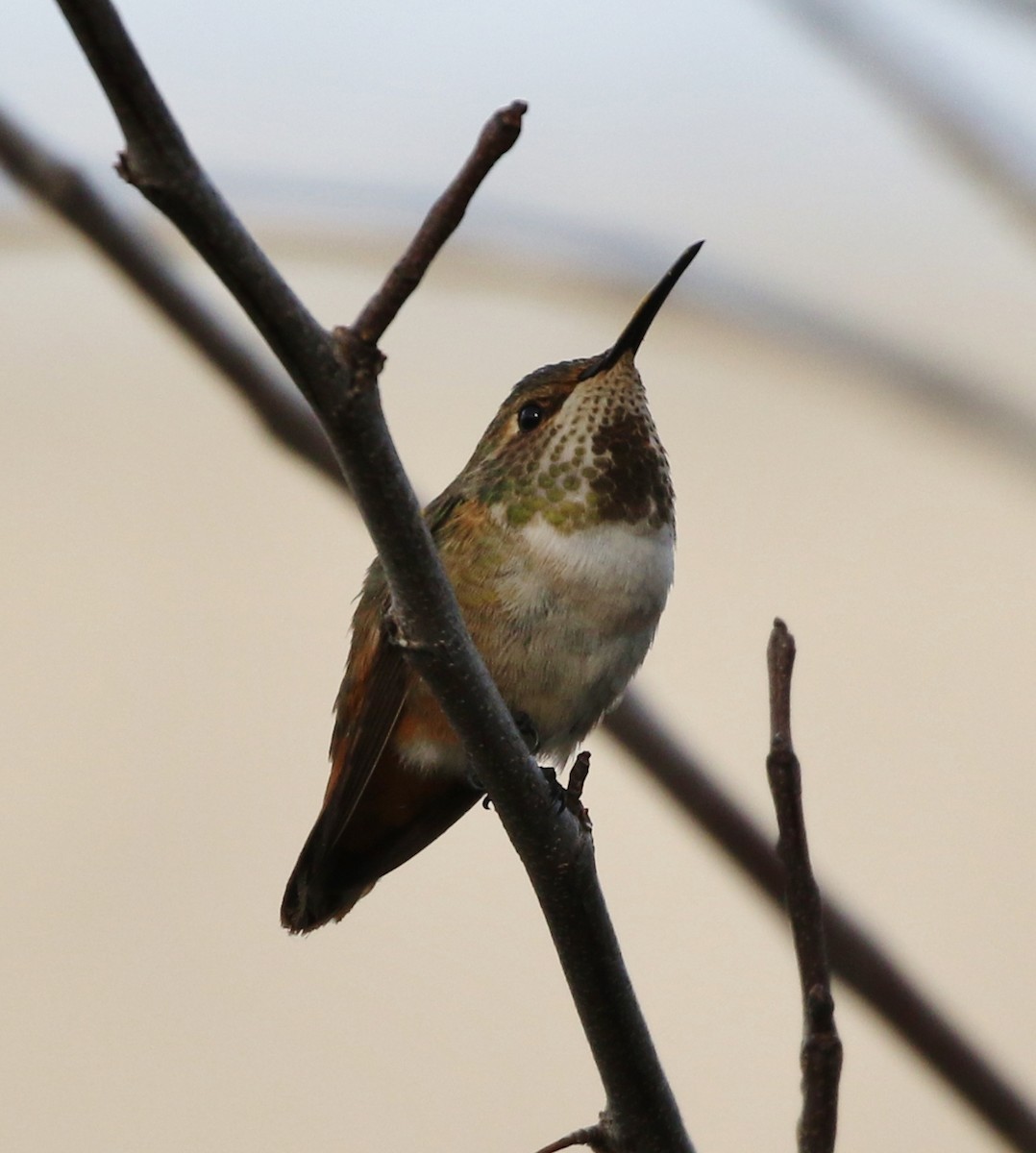 Allen's Hummingbird - ML137719241