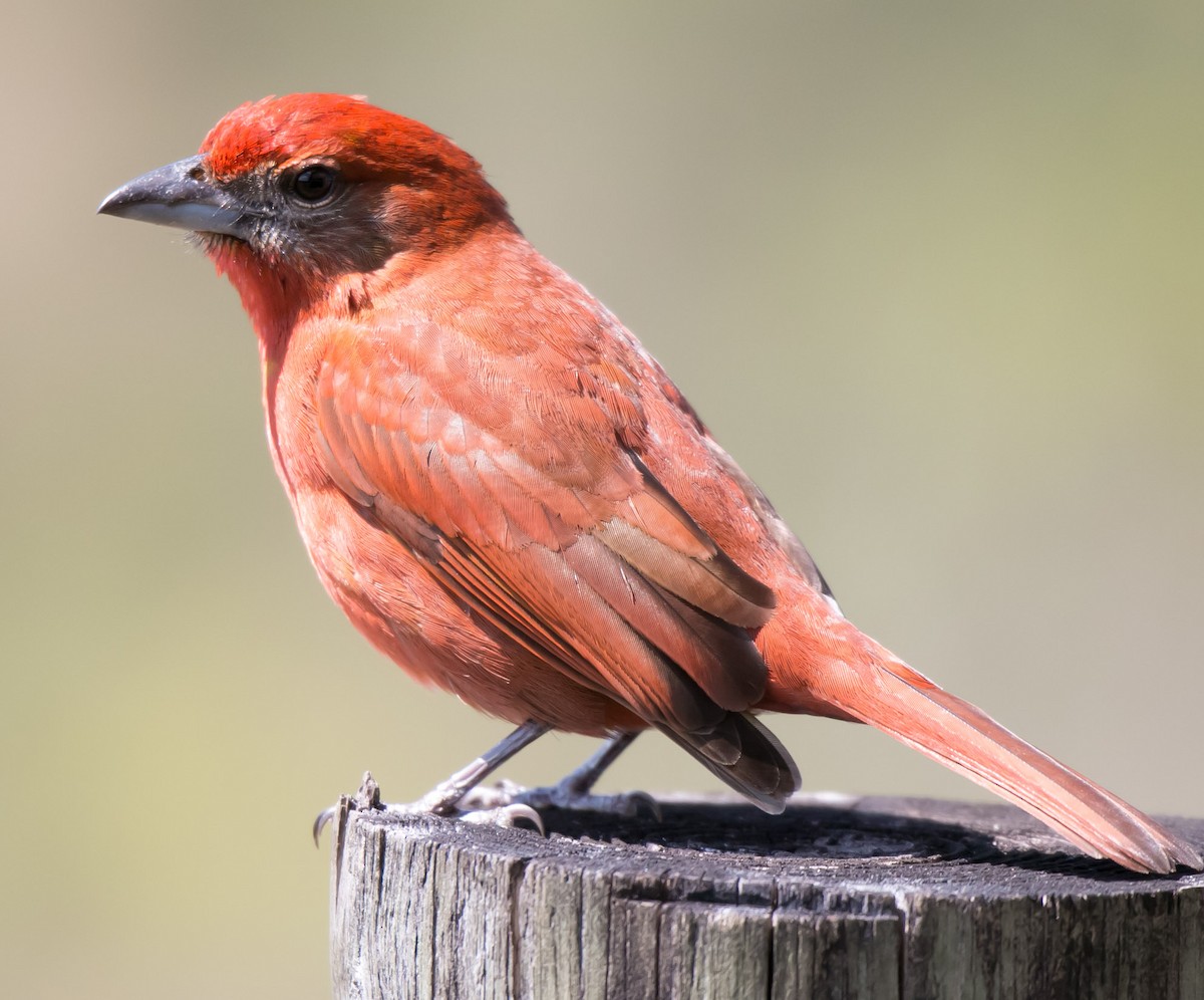 Hepatic Tanager - ML137723871