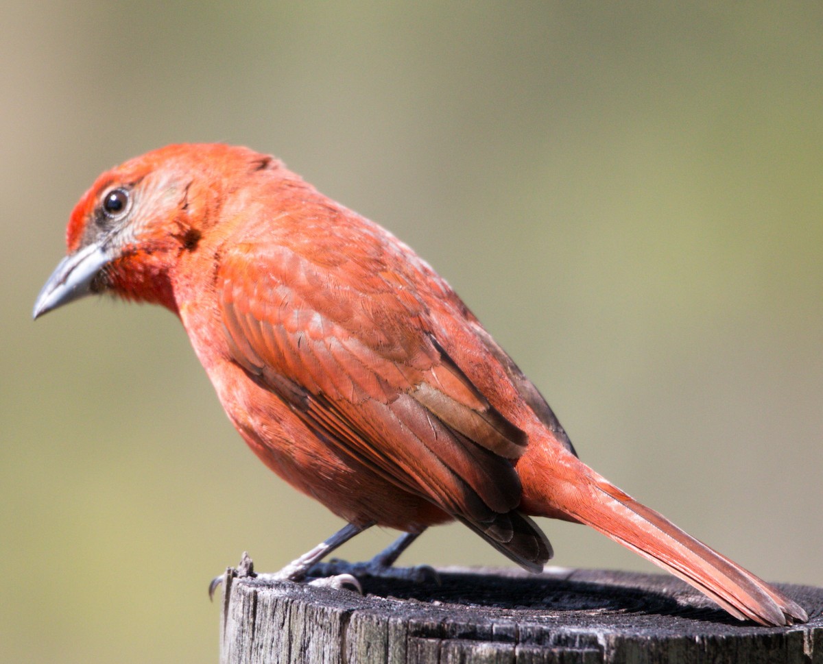 Hepatic Tanager - ML137723981