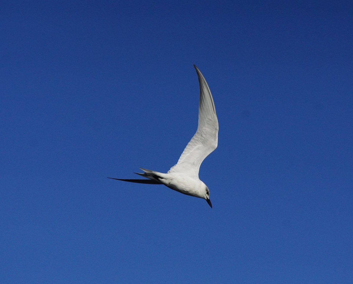 Gull-billed Tern - Nevine Jacob