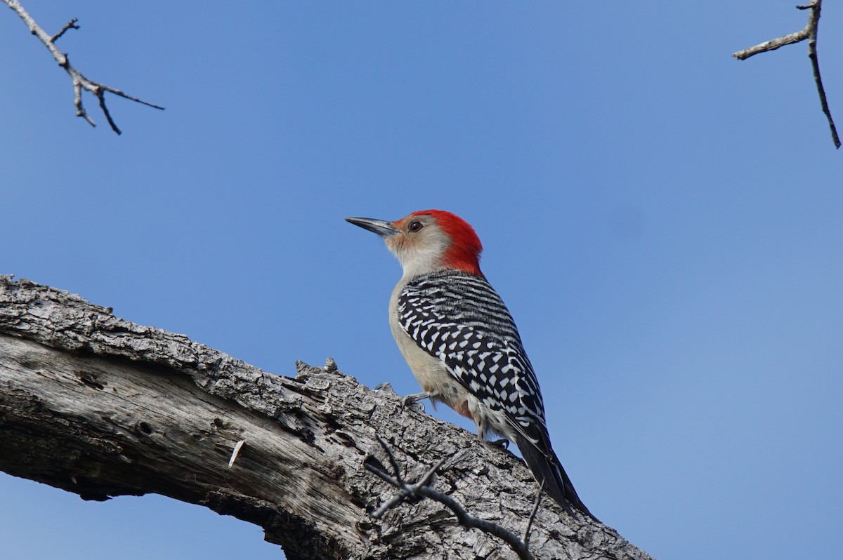 Red-bellied Woodpecker - ML137726431