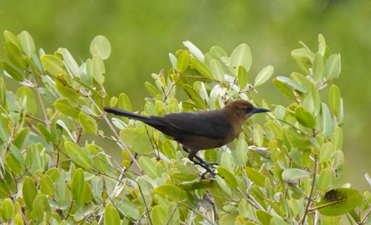 Boat-tailed Grackle - ML137726931