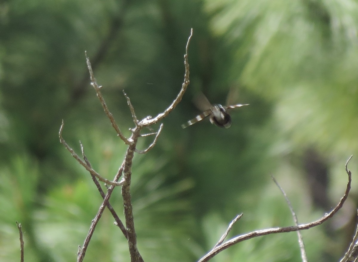 Sparkling-tailed Hummingbird - ML137727901