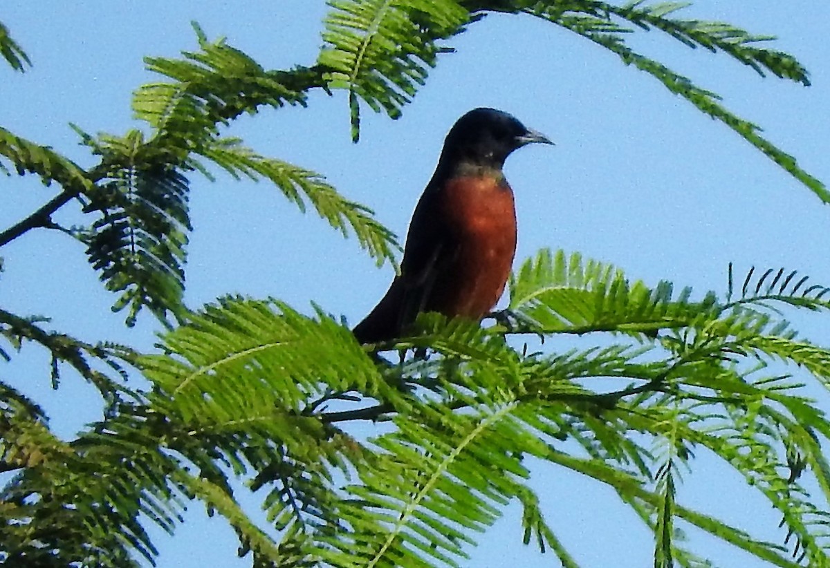 Orchard Oriole - Luis  Morales