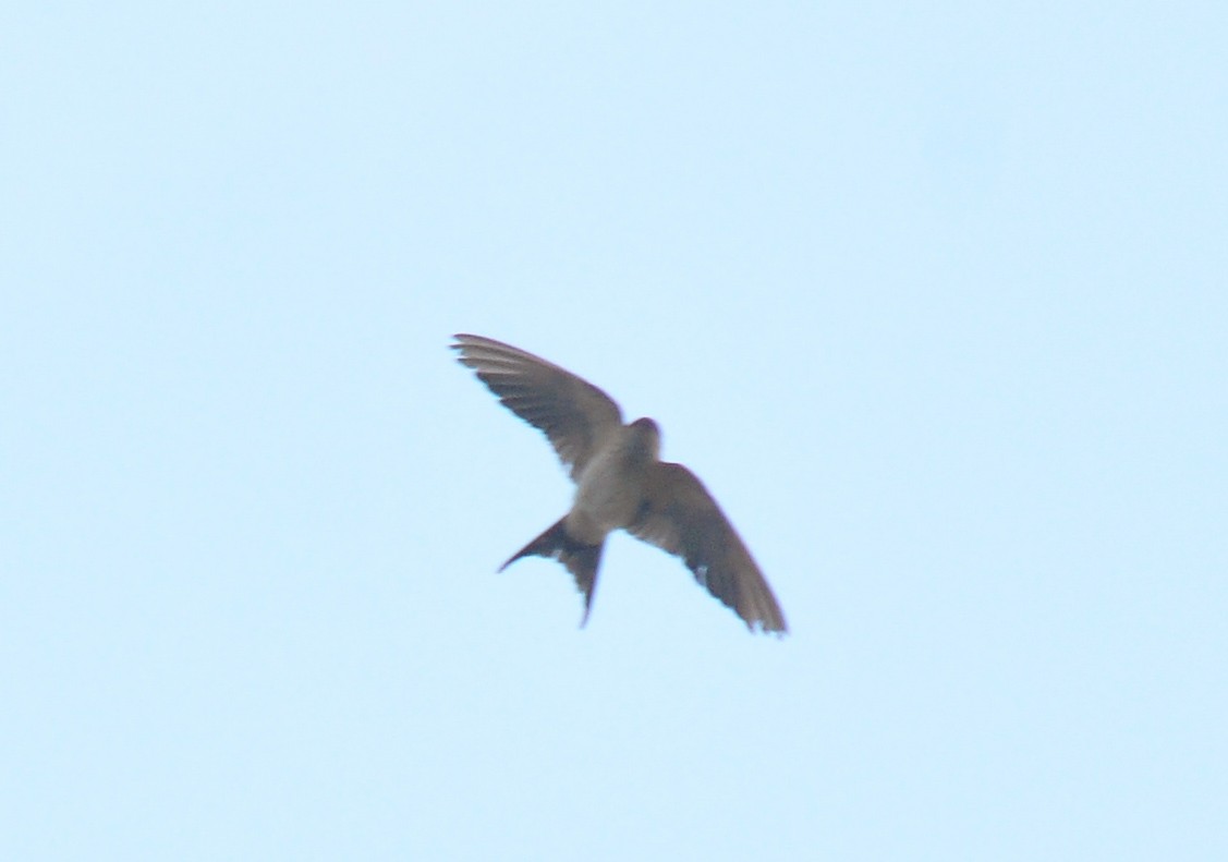 Red-rumped Swallow - ML137735061