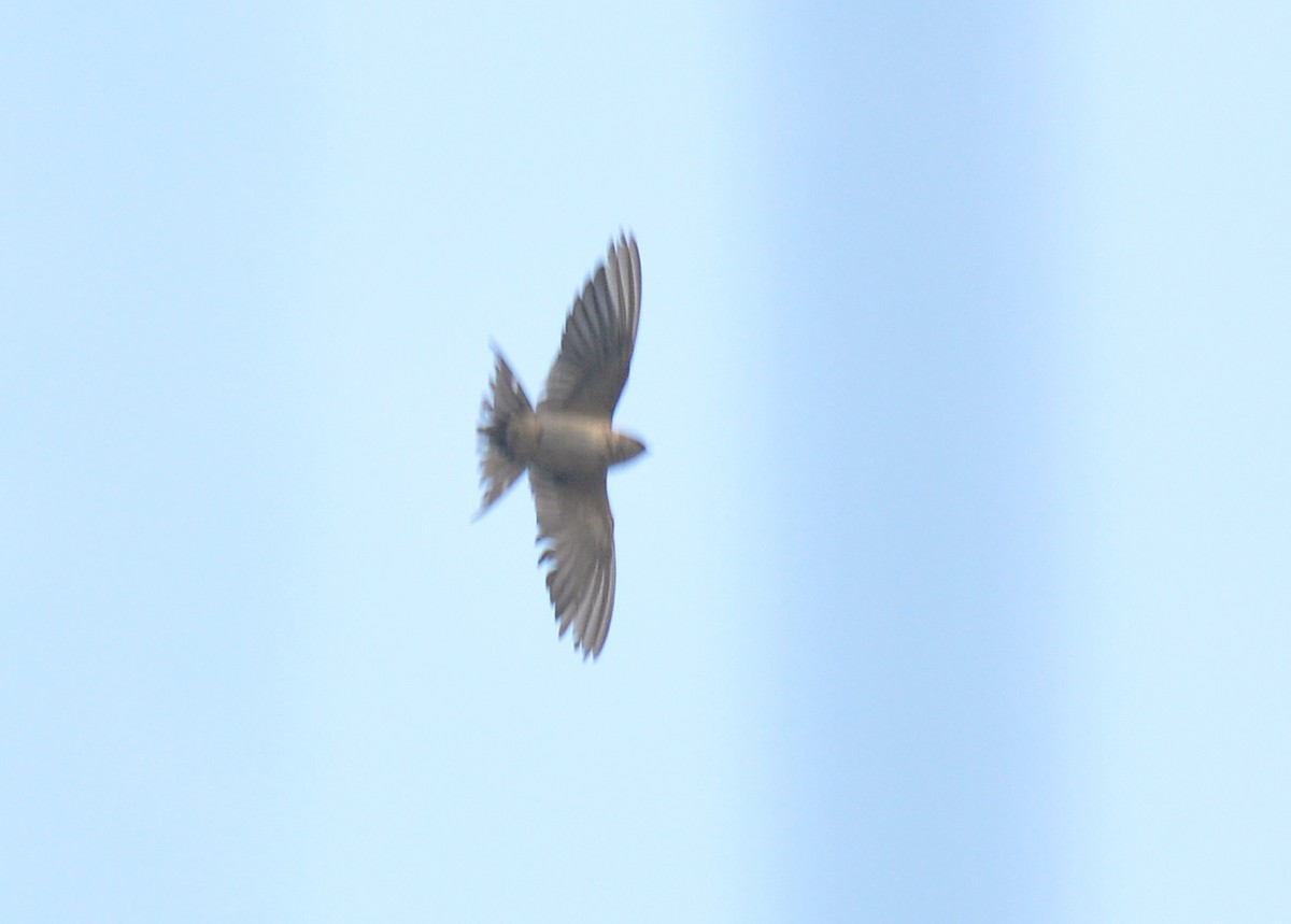 Red-rumped Swallow - ML137735111