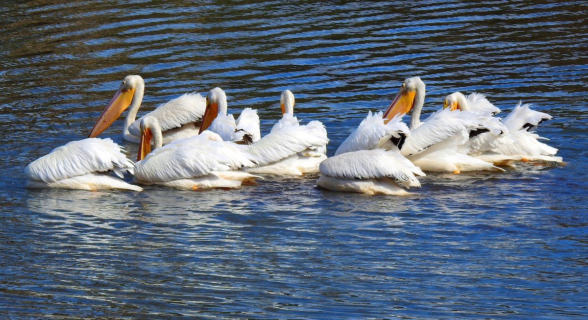 American White Pelican - Eric Haskell
