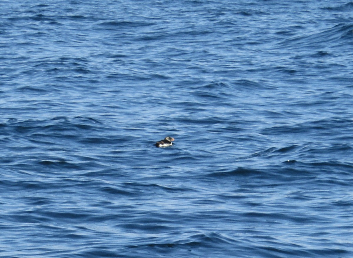 Horned Puffin - ML137738431