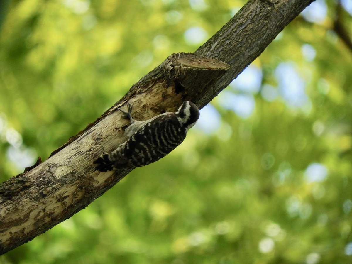 Sunda Pygmy Woodpecker - ML137739821