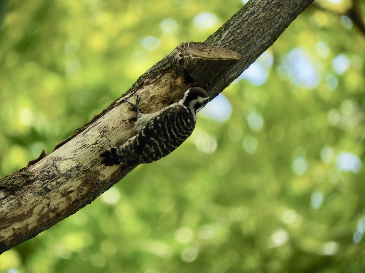 Sunda Pygmy Woodpecker - ML137739831