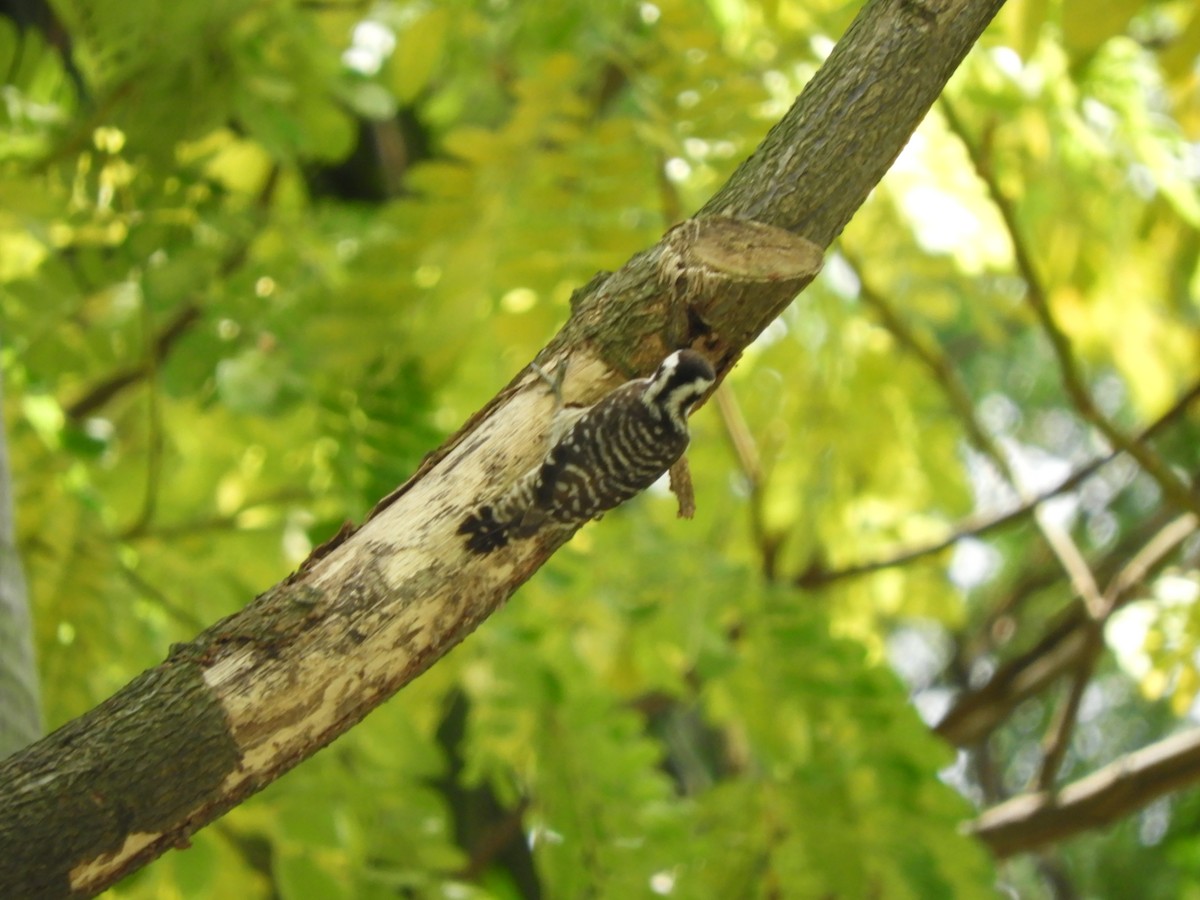 Sunda Pygmy Woodpecker - ML137739841