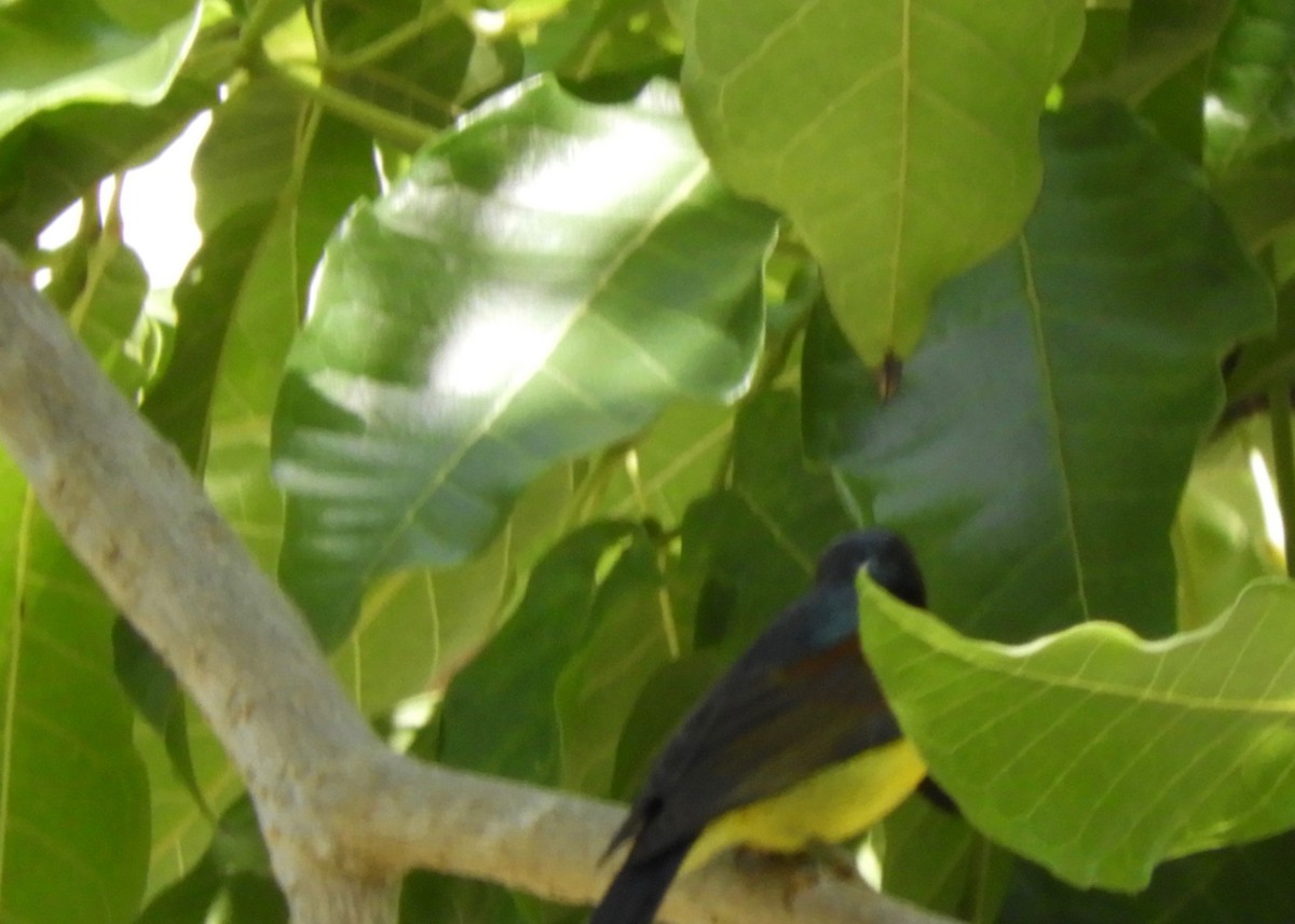 Brown-throated Sunbird - ML137740131