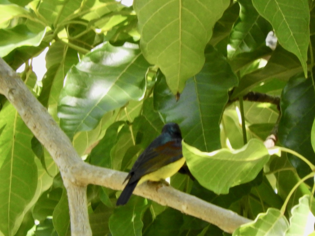 Brown-throated Sunbird - ML137740151