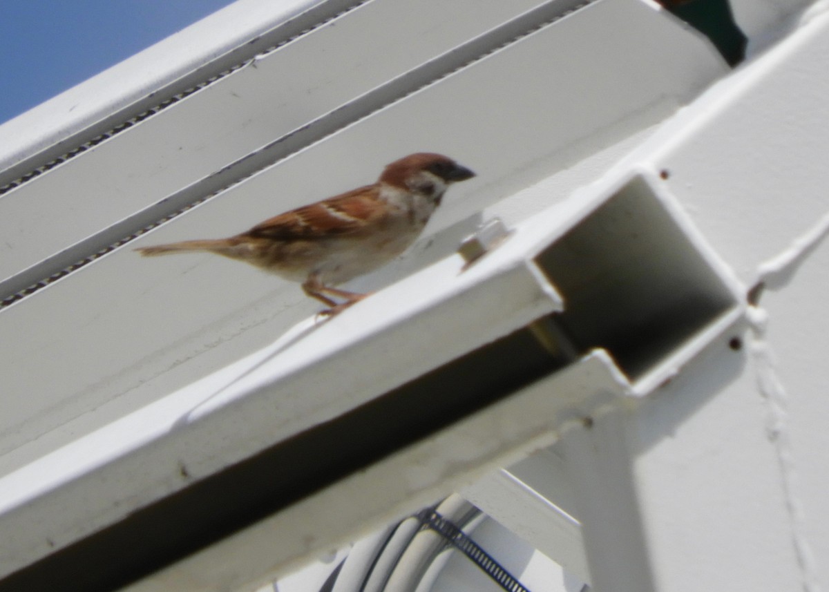 Eurasian Tree Sparrow - ML137740181