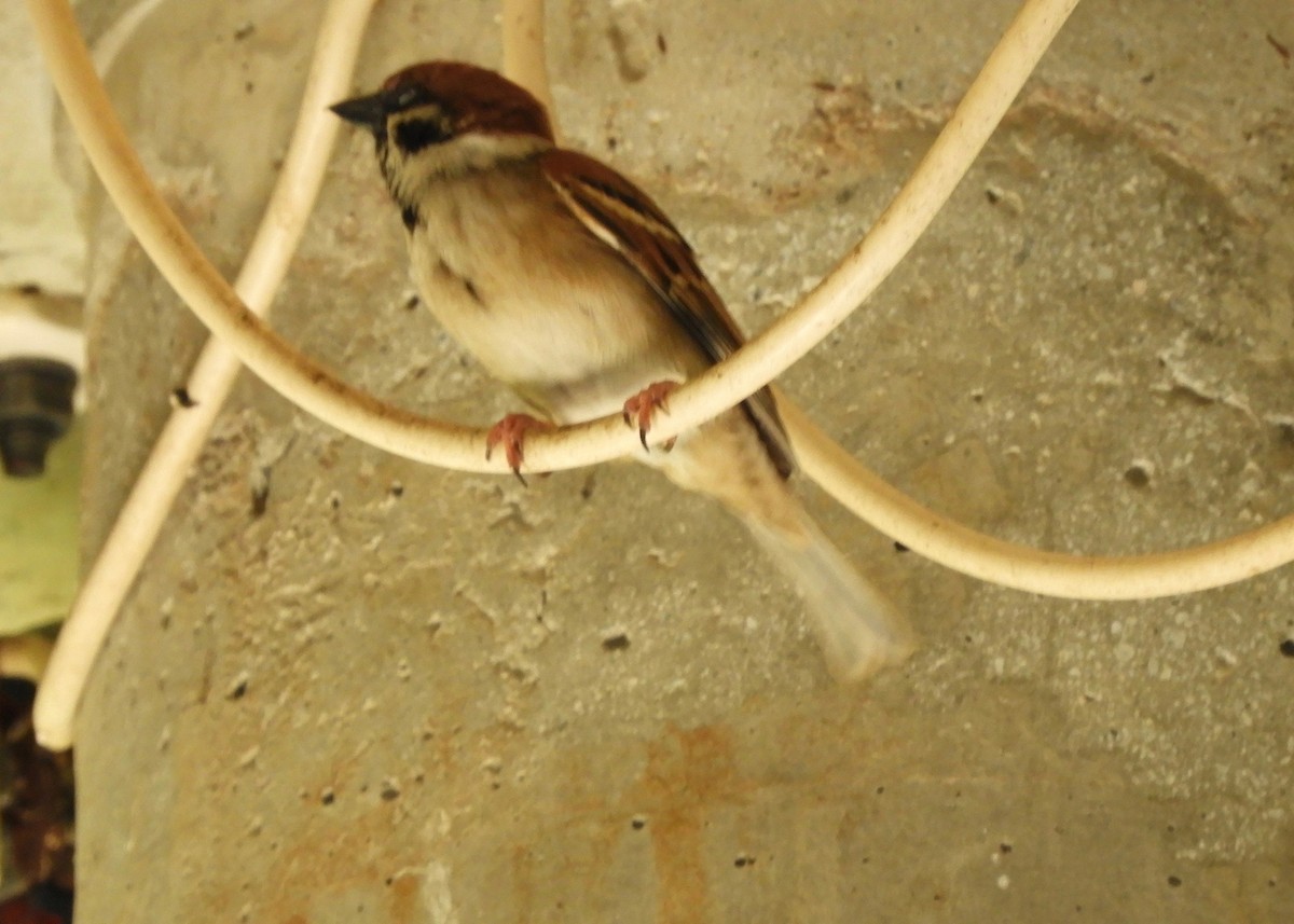 Eurasian Tree Sparrow - ML137740201