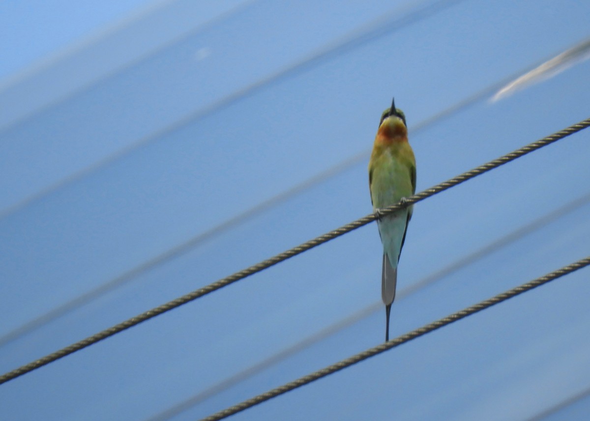 Blue-tailed Bee-eater - ML137740231