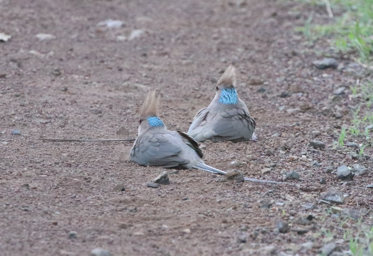 Blue-naped Mousebird - Jason Fidorra