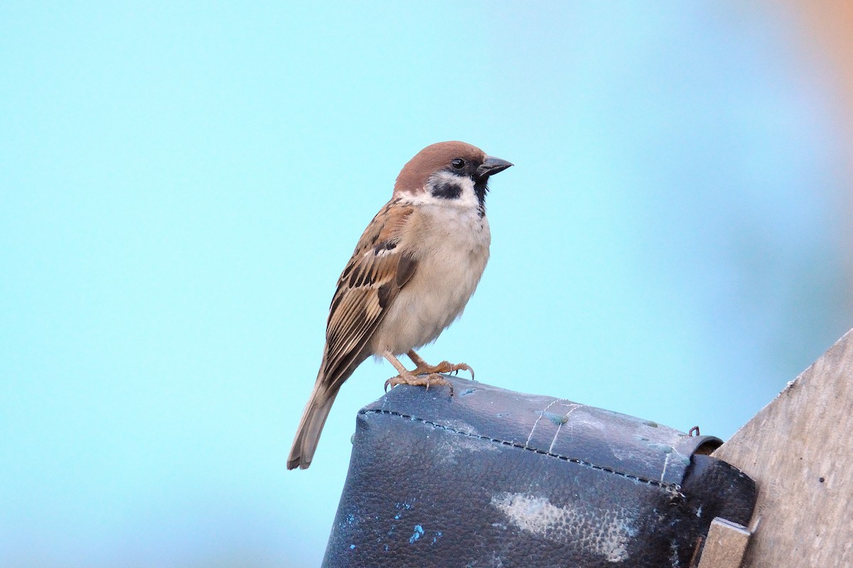 Eurasian Tree Sparrow - terence zahner