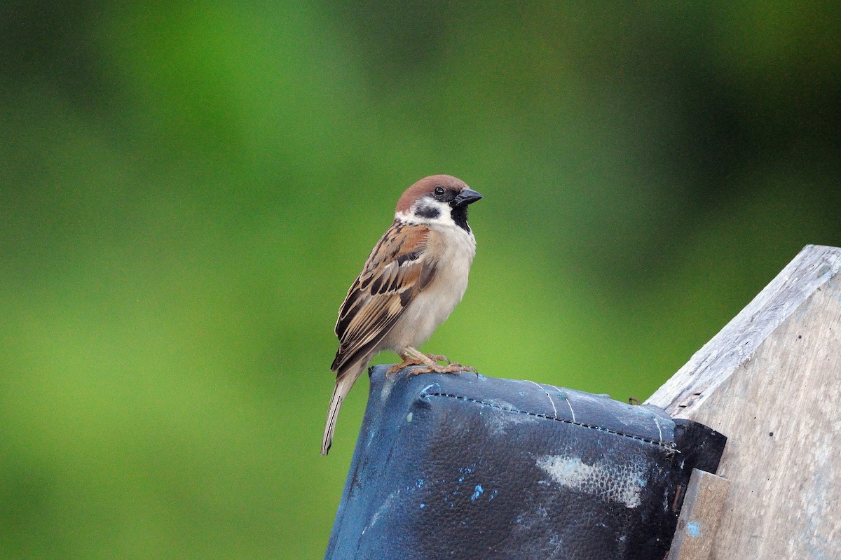 Eurasian Tree Sparrow - terence zahner