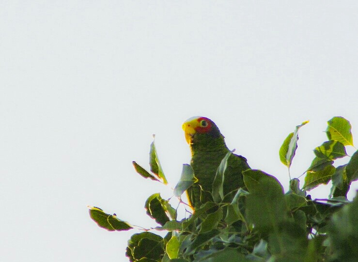 Yellow-lored Parrot - Maye Guifarro