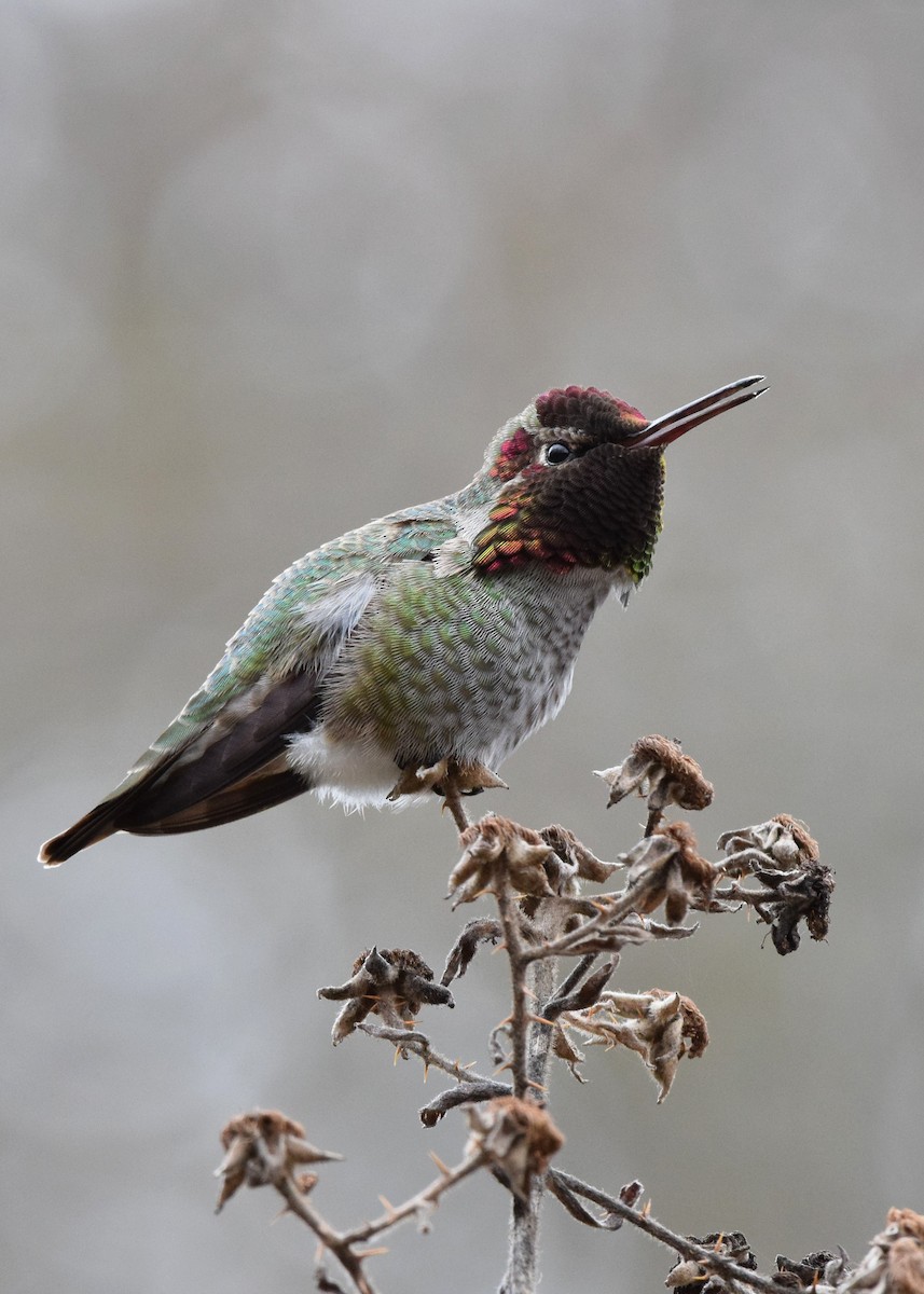 Anna's Hummingbird - ML137748601