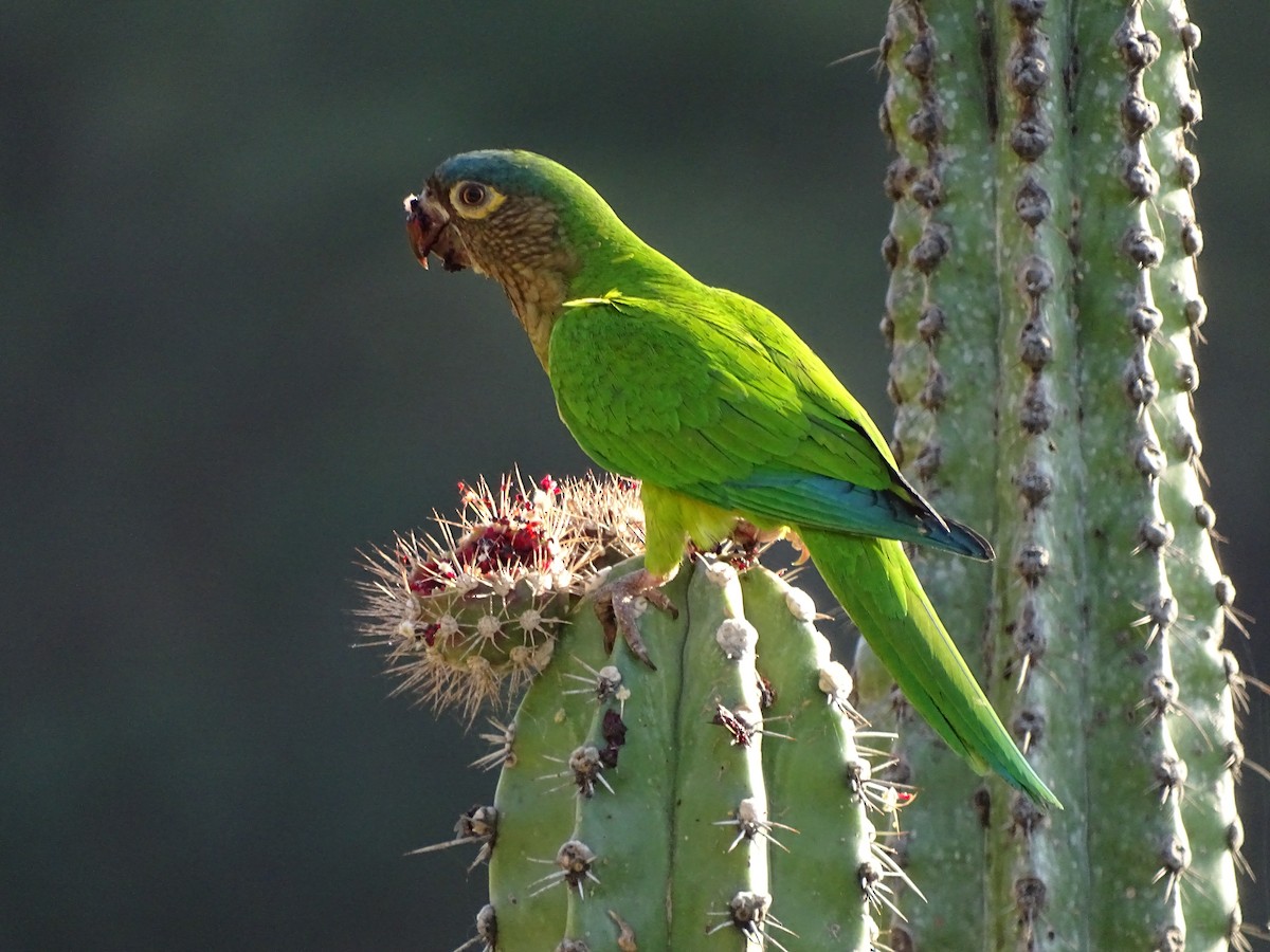 Brown-throated Parakeet (Brown-throated) - Graham Sorenson