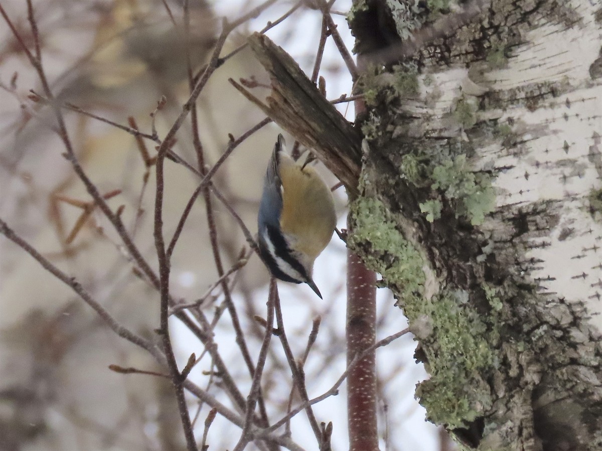 Red-breasted Nuthatch - ML137748881