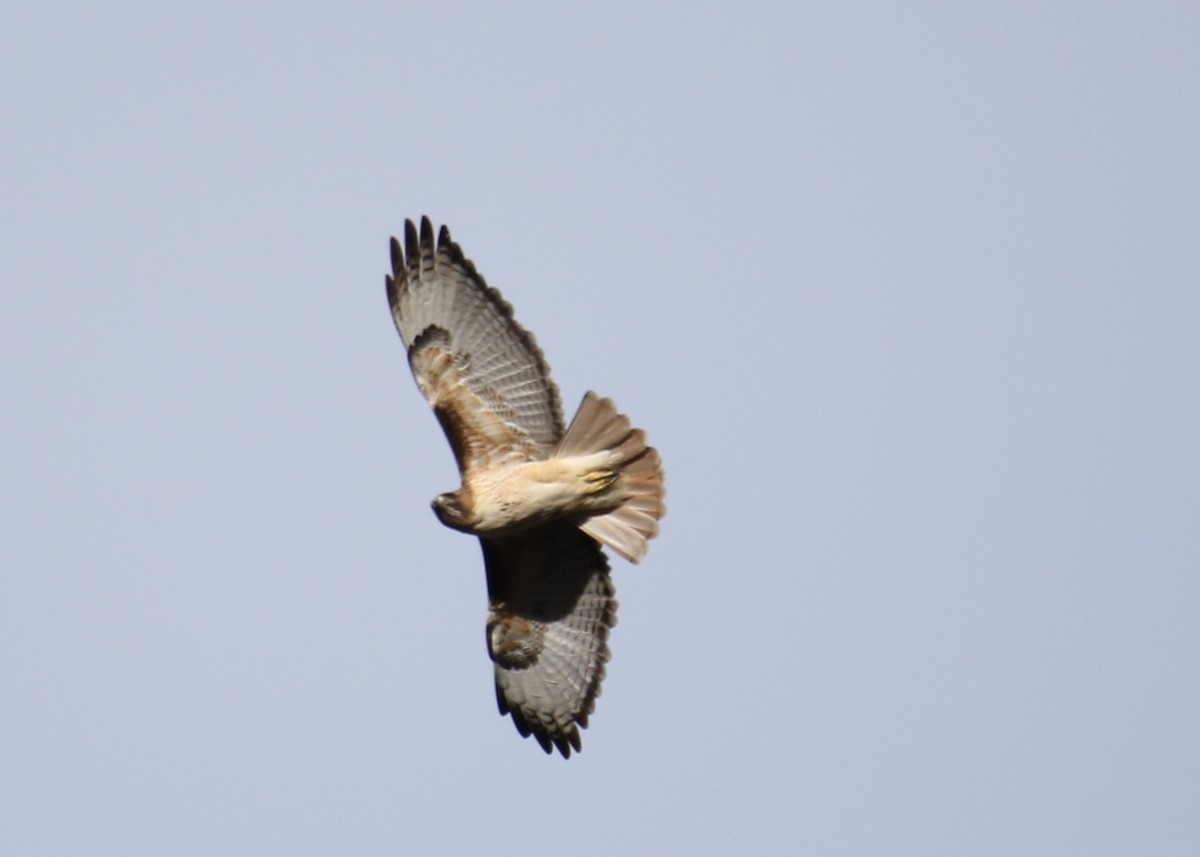 Red-tailed Hawk - ML137749571