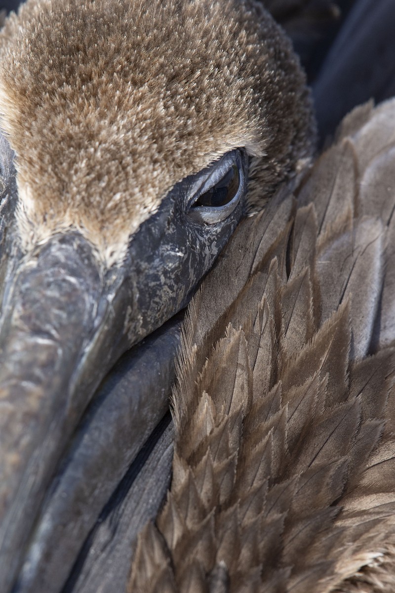 Brown Pelican - Marky Mutchler
