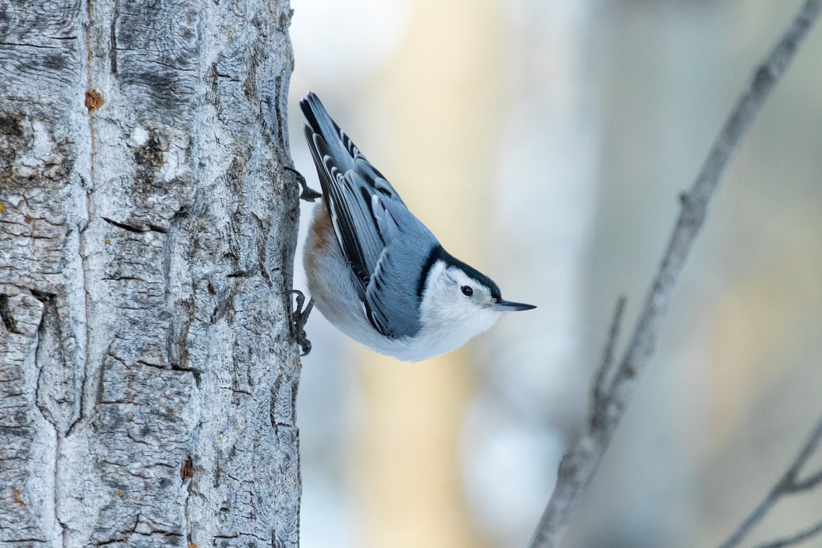 White-breasted Nuthatch - Nick Parayko