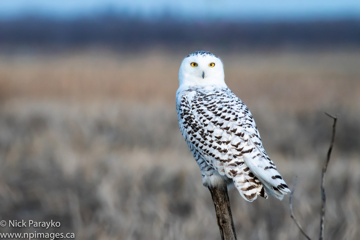 Snowy Owl - ML137752941