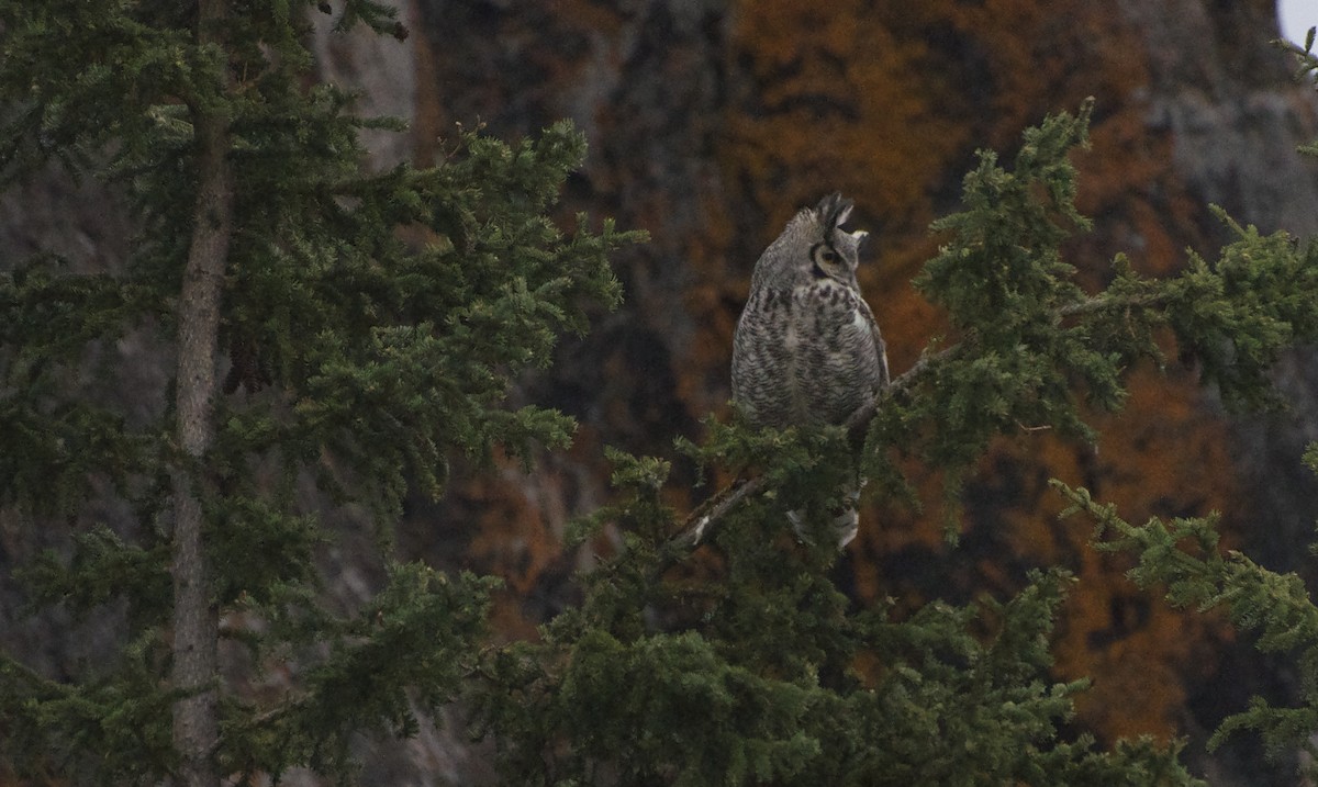 Great Horned Owl - ML137755391