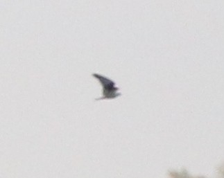 Black-winged Kite - ML137755831