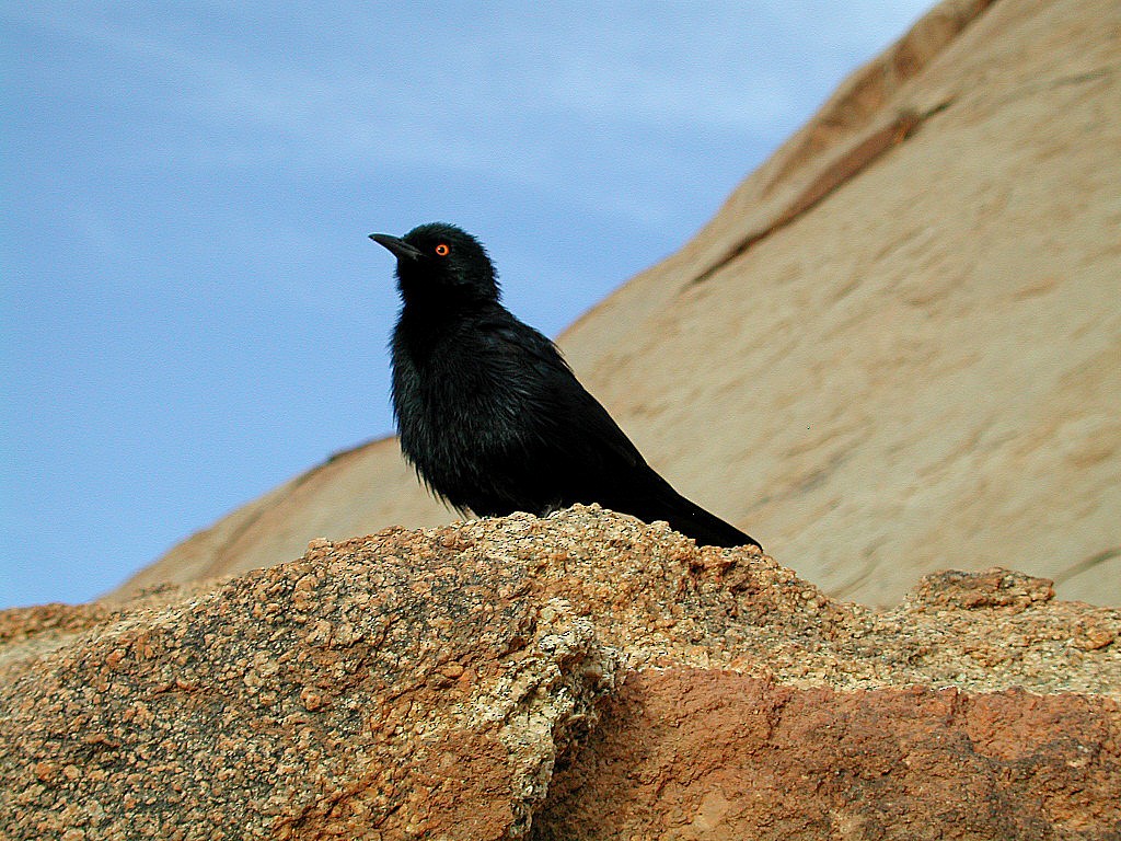 Pale-winged Starling - ML137756561