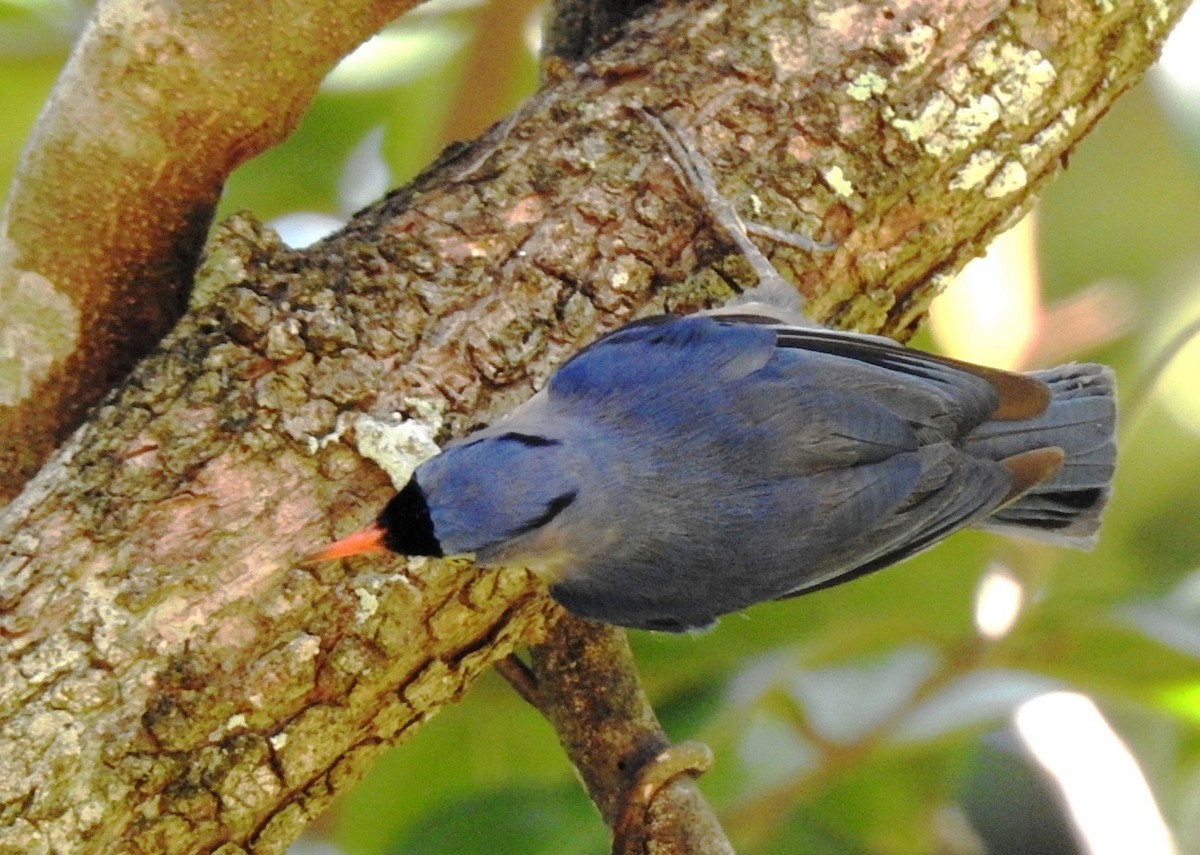 Velvet-fronted Nuthatch - Athula Edirisinghe