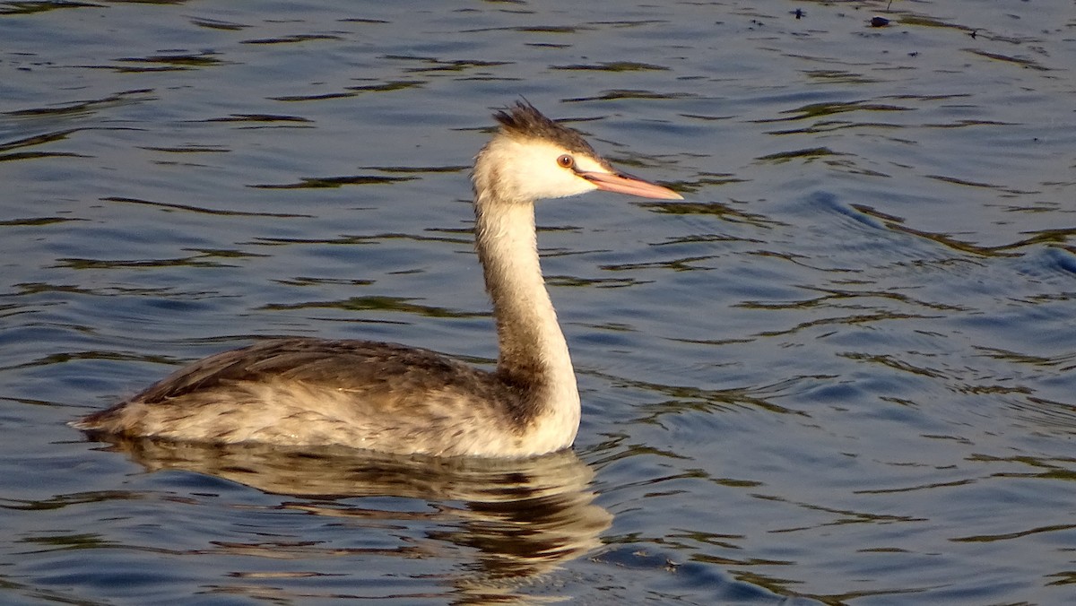 Great Crested Grebe - Viral Patel