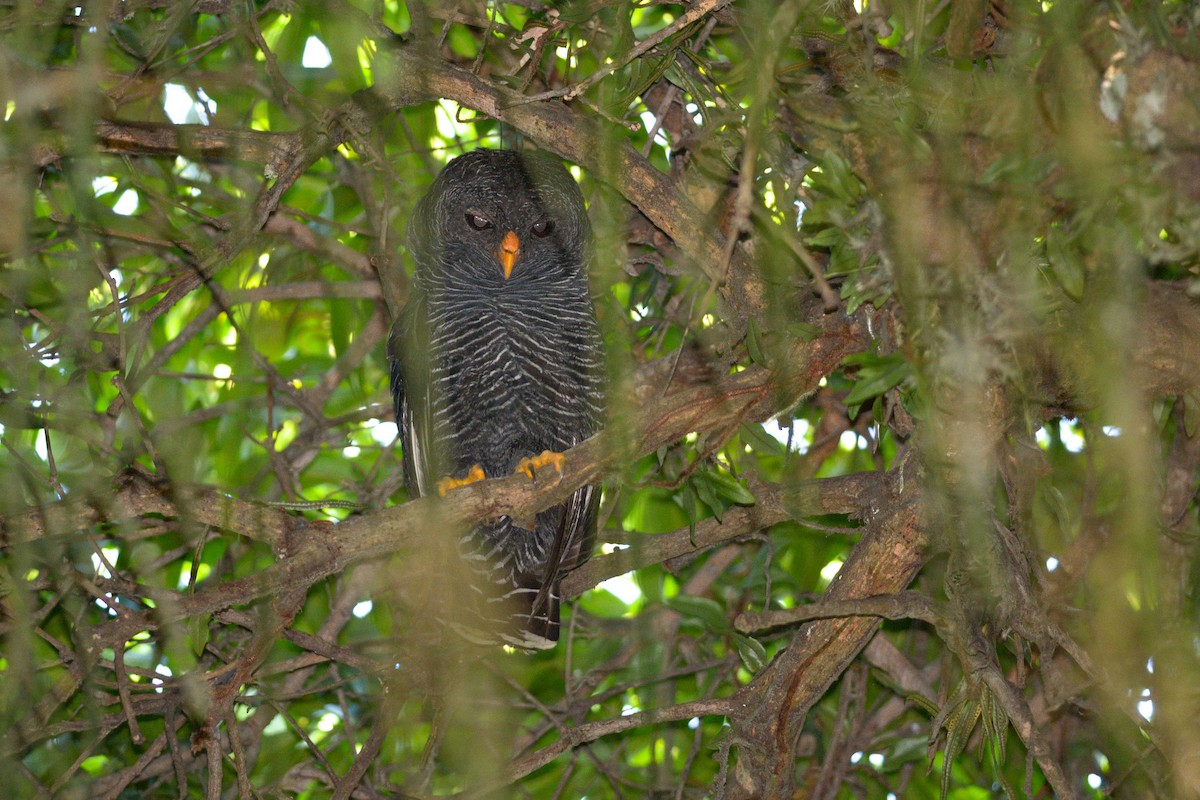 Black-banded Owl - Hudson - BirdsRio