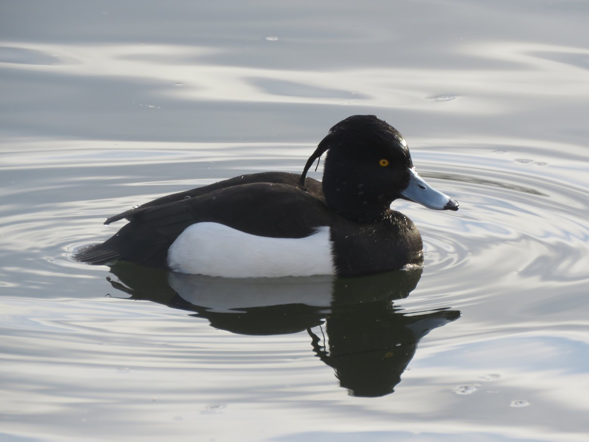 Tufted Duck - ML137769461