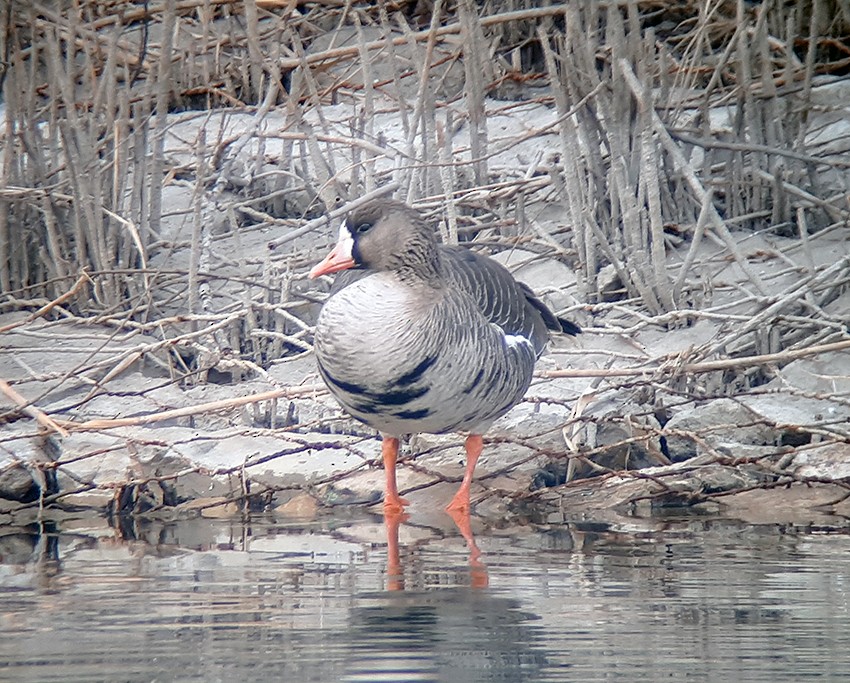 Greater White-fronted Goose - Paul Holt