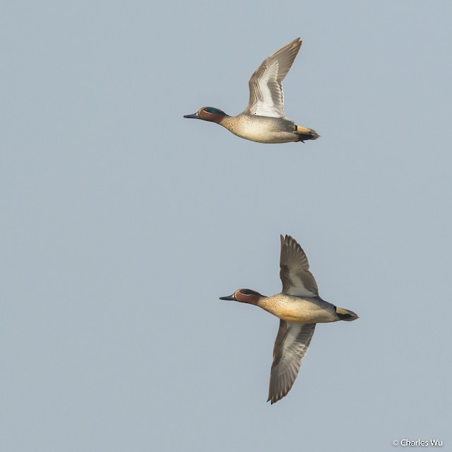 Green-winged Teal - ML137772581