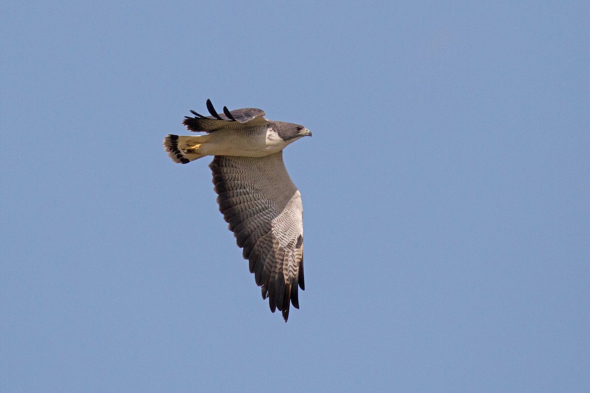White-tailed Hawk - Linda Widdop