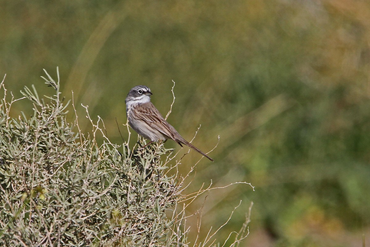 Sagebrush/Bell's Sparrow (Sage Sparrow) - ML137782121