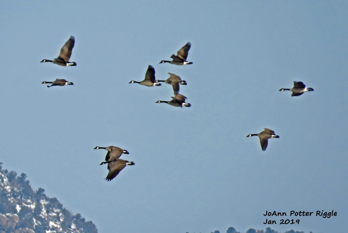 Canada Goose - ML137782231