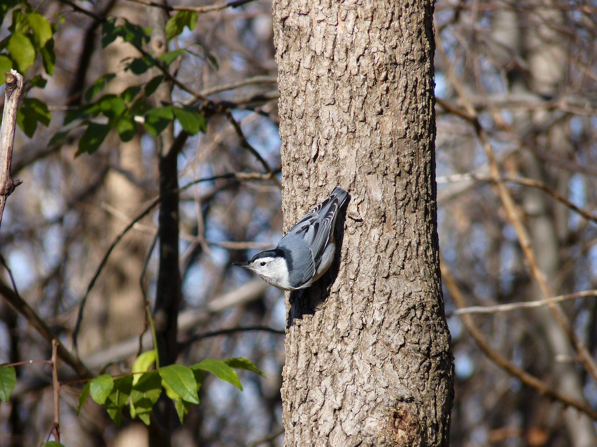 White-breasted Nuthatch - ML137783831