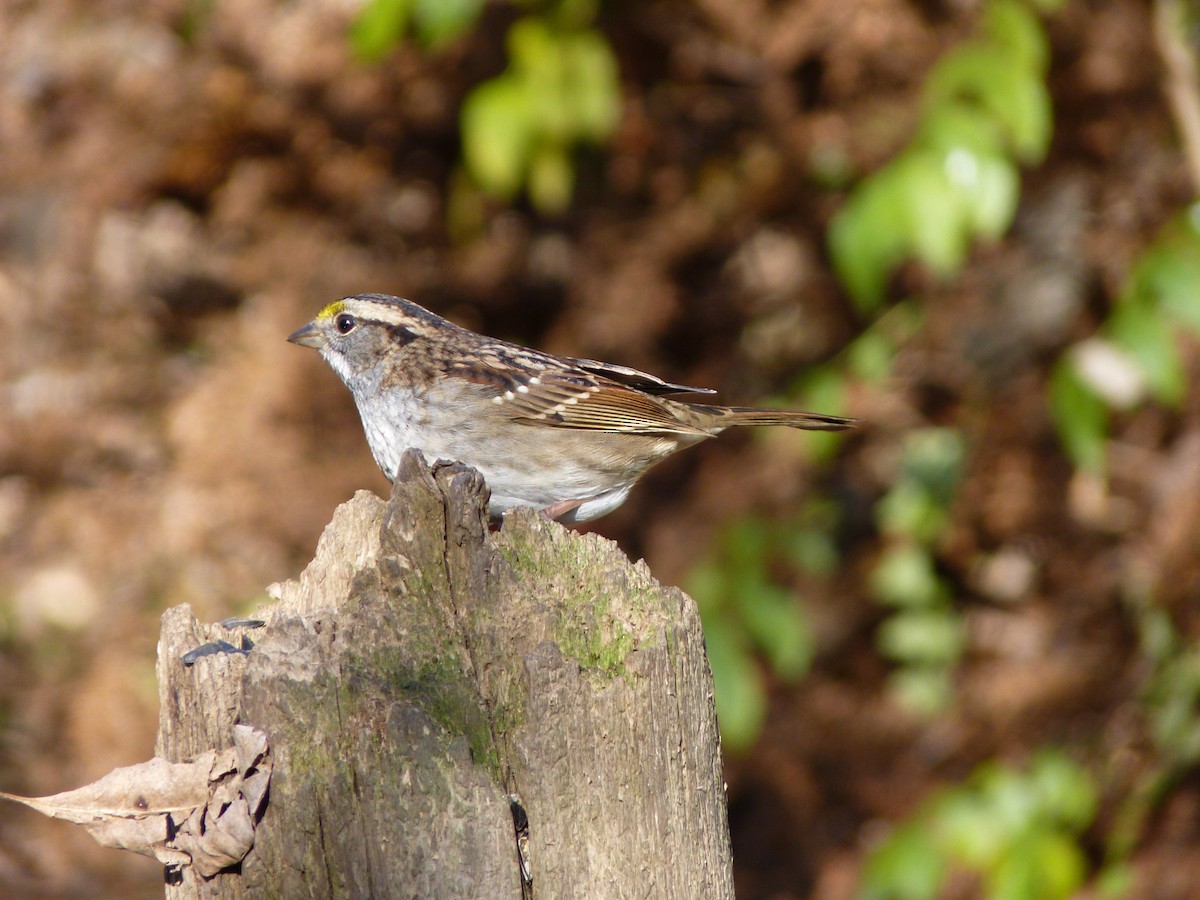 White-throated Sparrow - Marieta Manolova