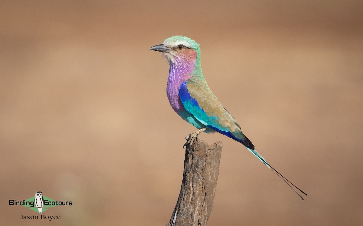 Lilac-breasted Roller - ML137784281