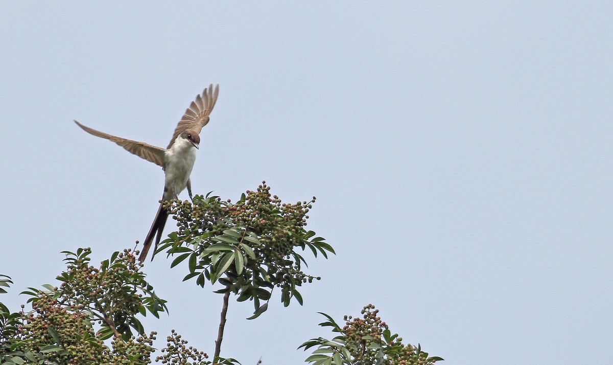 Fork-tailed Flycatcher (savana) - Pierre Montieth